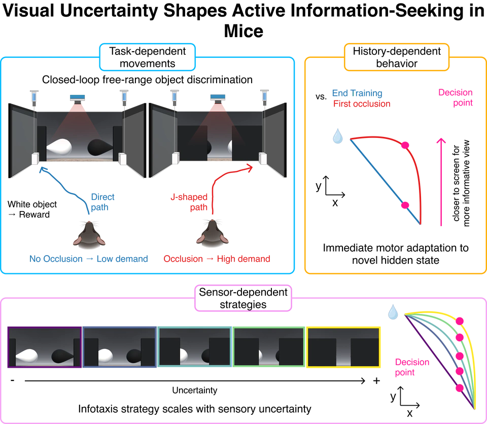Visual uncertainty and task demands shape active sensing strategies in mice
